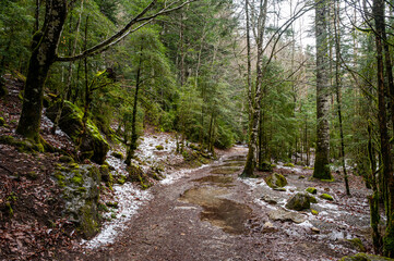 Spring walk in the forest