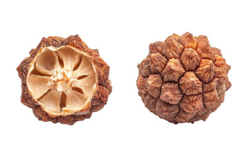 Exploring the Secrets of a Dried Seed Pod Unveiling its Intricate Interior and Textured Exterior on a Striking Black Background with sharp detail.