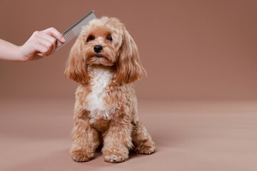 Pet grooming. Woman brushing cute dog with comb on brown background, closeup. Space for text