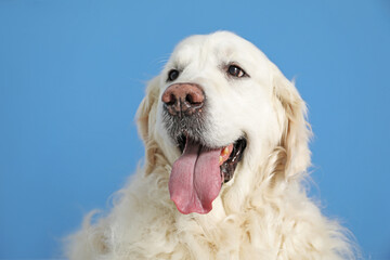 Cute Golden Retriever dog on light blue background