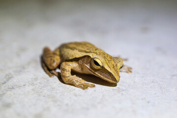 Camouflaged tree frog resting on a smooth surface, blending perfectly with its surroundings, with a close-up view of its textured skin.