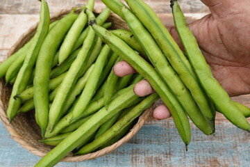 man picks broad beans harvested from the vegetable garden ready for eating