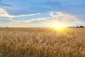 Naklejka premium Ripe Wheat Field Under a Dramatic Sky
