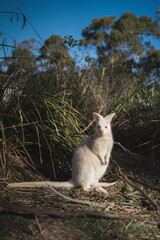 White Kangaroo