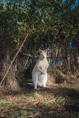 White Kangaroo