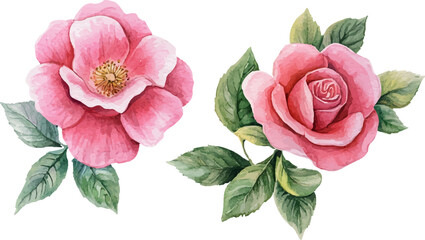 Fototapeta premium Watercolor Pink Rose