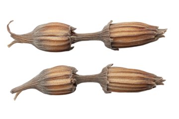 Whispers of autumn two dried fennel seeds mirroring each other in a silent dance against the infinite void with detailed texture and stark contrast