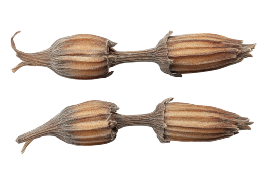 Whispers of autumn two dried fennel seeds mirroring each other in a silent dance against the infinite void with detailed texture and stark contrast