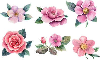 Watercolor illustration of rose flower