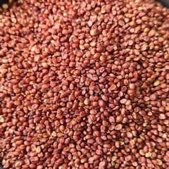 Fototapeta premium Close-up Red Quinoa Seeds Texture Background