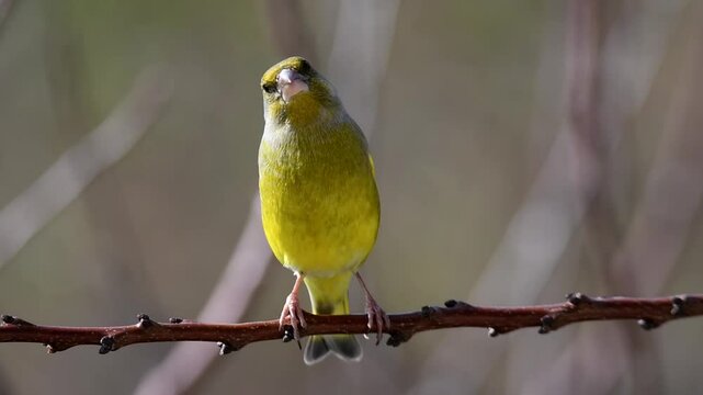 Un verdone (Chloris chloris) appollaiato su un ramo si guarda intorno nervosamente prima di spiccare il volo.