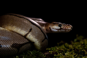 royal python snake indoors