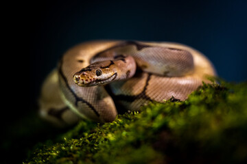 royal python snake indoors