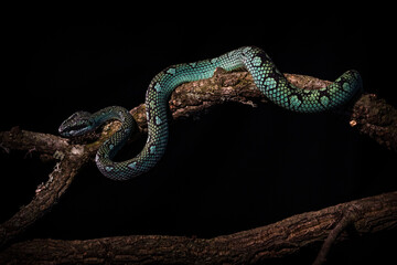 Indonesian pit viper snake indoors