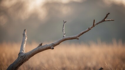 Fototapeta premium A rustic branch with a lone stem can be observed in the distance.