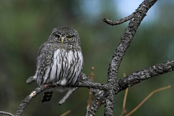 Northern Pygmy Owl