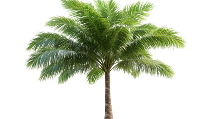 Isolated Lush Palm Tree Image