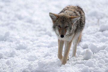 Coyote - Winter - Colorado
