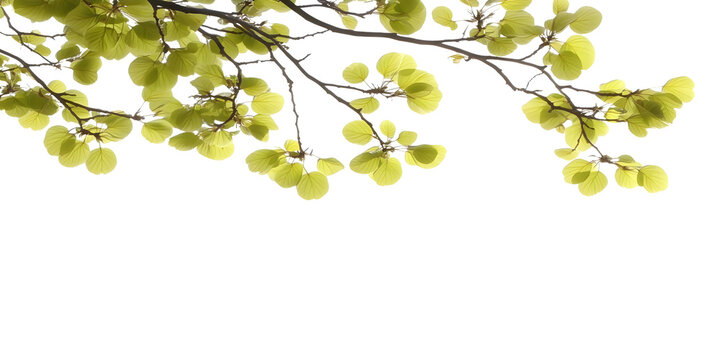 Isolated Background of Green Linden Leaves Hanging On Branch Transparent