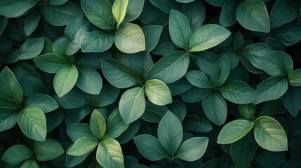 Dark green leaf texture, Natural green leaves using as nature background wallpaper