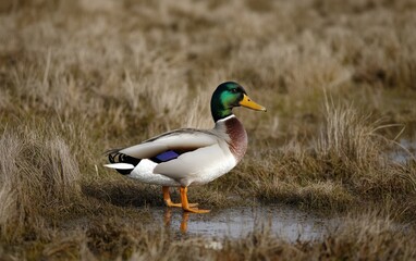 Obraz premium Male mallard duck standing in shallow water, surrounded by dry, brown grass. The duck's plumage is detailed, showcasing its vibrant green head and orange beak