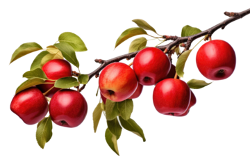 Branch laden with ripe red apples on transparent background