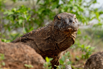 A Komodo dragon moves slowly and deliberately through a grassy area. Komodo or Varanus komodoensis...