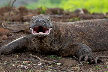 Obraz premium A Komodo dragon moves slowly and deliberately through a grassy area. Komodo or Varanus komodoensis is an animal endemic to Indonesia.