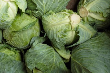 cabbage in the market