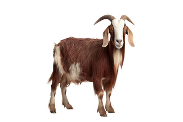 Fototapeta premium Brown and White Goat