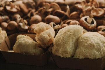 Close-up of exotic mushrooms in a paper boxes, champignons grown gourmet. Organic produce on sale at outdoor farmer market. Selling fresh crops and veggies harvest. European urban setting. Close up