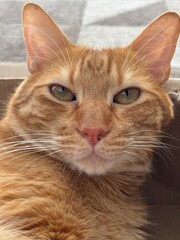 Male ginger cat face closeup.