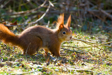 red squirrel standing on the ground close-up
