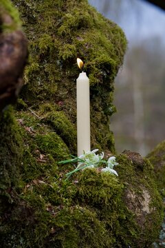 Eine wei&szlig;e Kerze auf einem vermoorten Baum, Schneegl&ouml;ckchen.