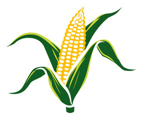 Obraz premium icon of a corn cob with green husks partially peeled back,