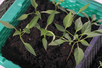 Young seedling sprouts. Green shoots in a pot with soil. High-Angle Shot. Close-up.