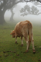 In March, a gentle mist cloaks Madeira's Fanal forest as cows wander among ancient trees, creating a quiet, otherworldly scene