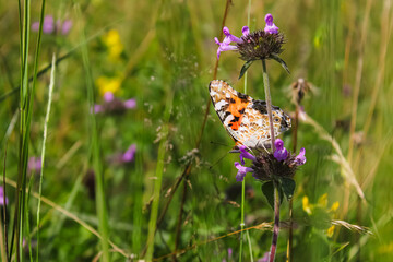 Butterfly on a flower in the spring