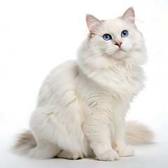 Obraz premium Adorable British Shorthair kitten sitting on a white background