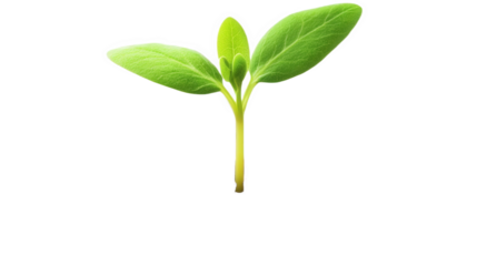 New Life Emerging from the Soil