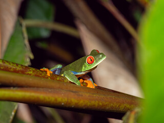 Rotaugenlaubfrosch von der Steite