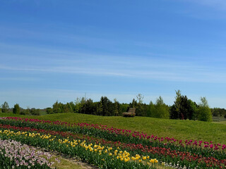 Rows of tulips in spring park.