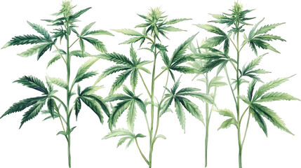 Cannabis Plants Illustration
