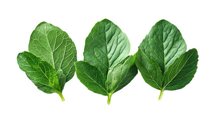 Vibrant Green Foliage: Three verdant leaves, showcasing nature's artistry and fresh vitality. Ideal for concepts related to ecology, wellness, or sustainable living.