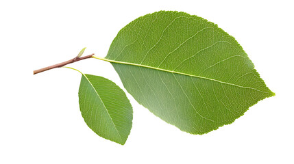 Obraz premium Isolated Photo of Two Green Leaves with Transparent Background Macro Shot
