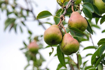 Pears on tree branches in the garden. Fruit farm.