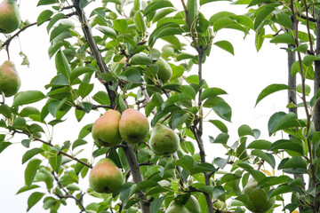 Pears on tree branches in the garden. Fruit farm.