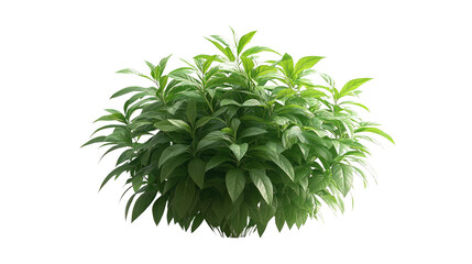 Fototapeta premium Vibrant Bush: A lush, verdant bush bursts with life, showcasing an abundance of vibrant green leaves in a display of natural beauty.