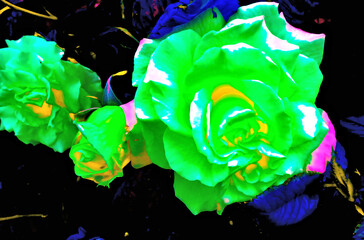 Mysterious Roses from a Dream