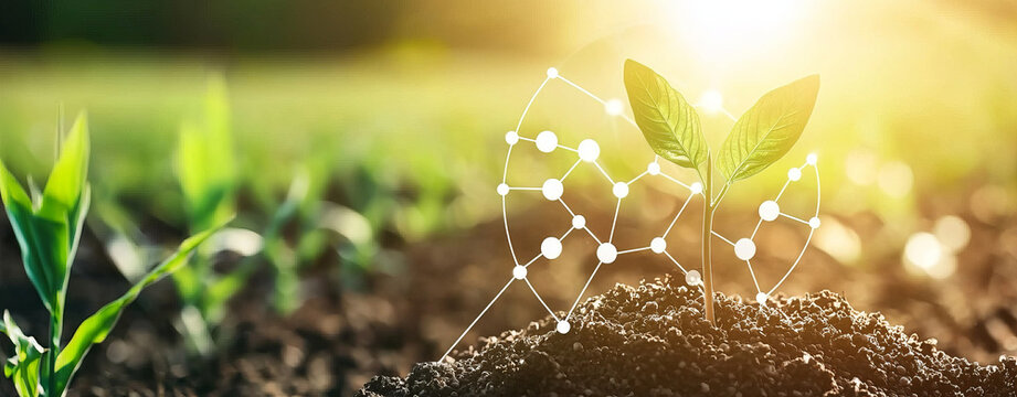 young plant growing in soil, symbolizing innovation in agriculture and climate change adaptation